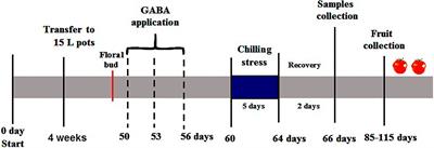 Protective Effect of γ-Aminobutyric Acid Against Chilling Stress During Reproductive Stage in Tomato Plants Through Modulation of Sugar Metabolism, Chloroplast Integrity, and Antioxidative Defense Systems